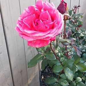 Meet your Posher, Juana